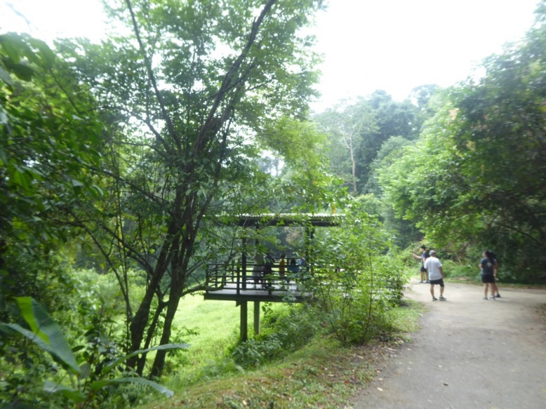 HSBC_TreeTop_Walk_15.jpg