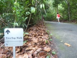 HSBC TreeTop Walk 16