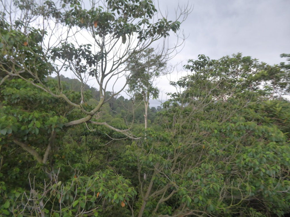 HSBC TreeTop Walk 26