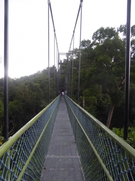 HSBC TreeTop Walk 27