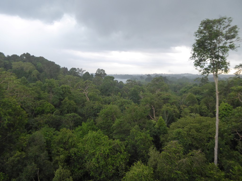 HSBC TreeTop Walk 29