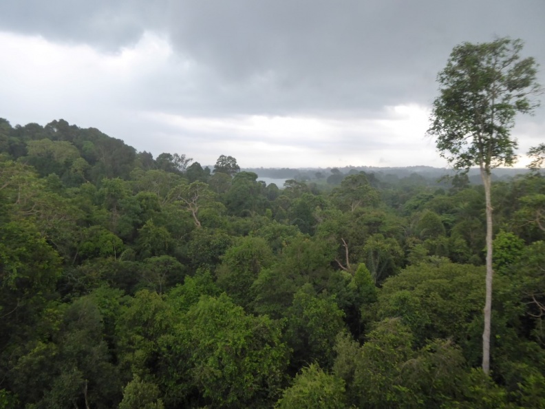 HSBC TreeTop Walk 29