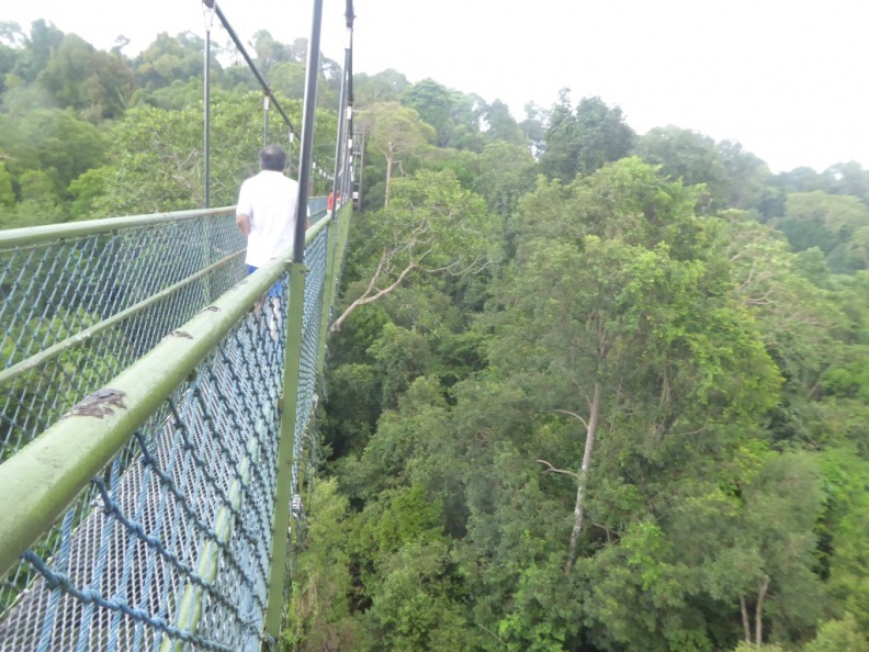 HSBC TreeTop Walk 32