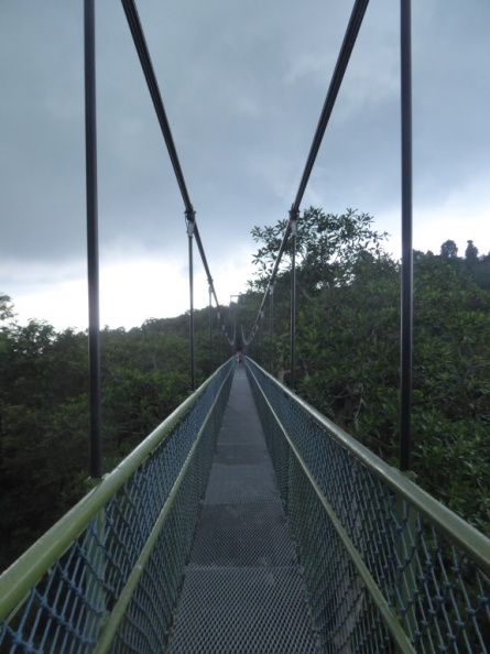 HSBC_TreeTop_Walk_35.jpg