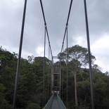 HSBC TreeTop Walk 36