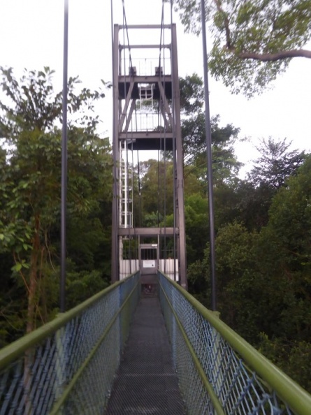 HSBC TreeTop Walk 38