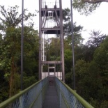 HSBC TreeTop Walk 38