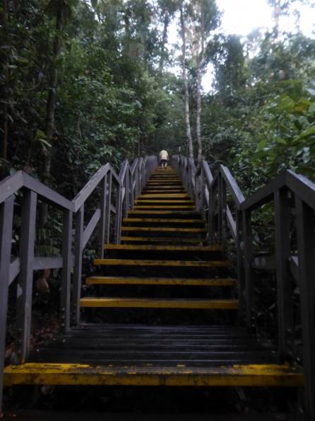 HSBC TreeTop Walk 41