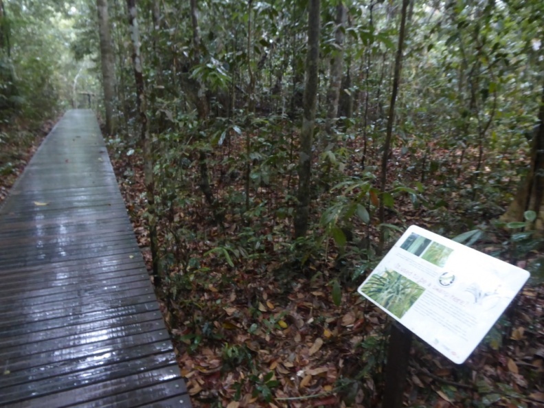 HSBC TreeTop Walk 43