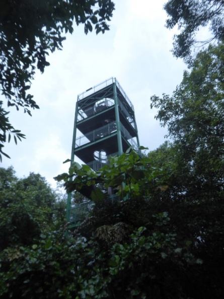 HSBC_TreeTop_Walk_45.jpg