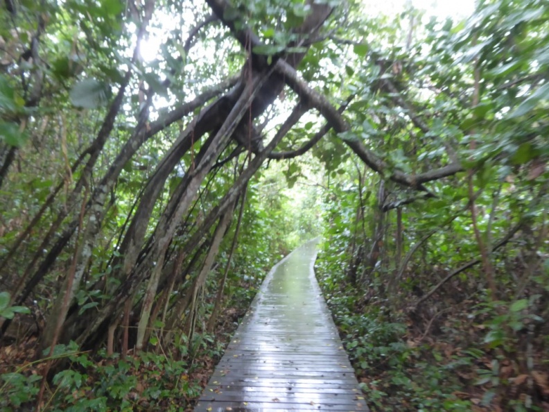 HSBC_TreeTop_Walk_47.jpg