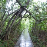 HSBC TreeTop Walk 47