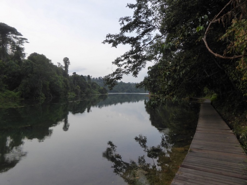 HSBC TreeTop Walk 54