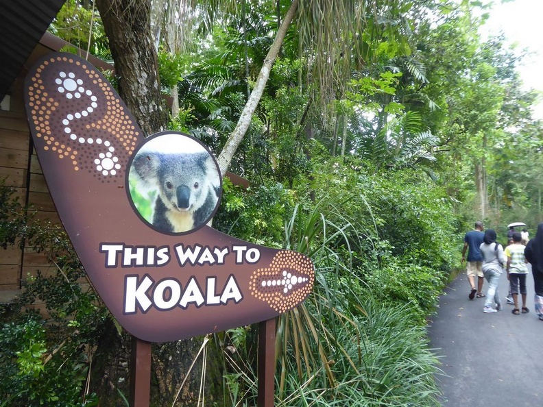 Singapore zoo koala 01