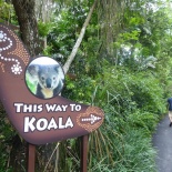 Singapore zoo koala 01