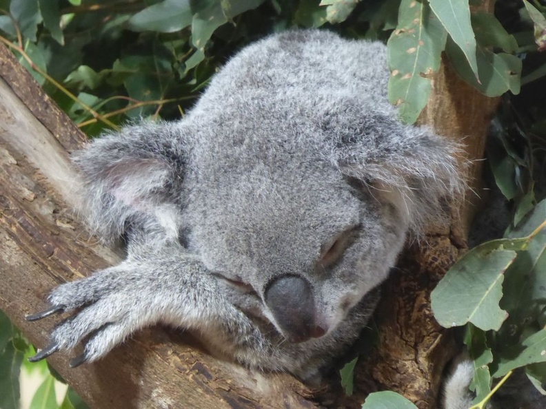 Singapore_zoo_koala_05.jpg