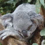 Singapore zoo koala 05