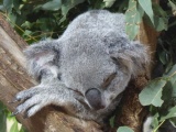 Singapore zoo koala 05