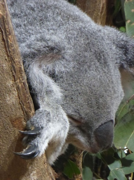 Singapore_zoo_koala_06.jpg