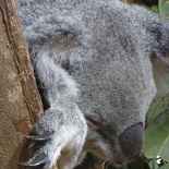 Singapore zoo koala 06