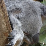 Singapore_zoo_koala_06.jpg