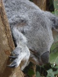 Singapore zoo koala 06