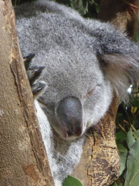 Singapore_zoo_koala_07.jpg