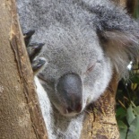 Singapore_zoo_koala_07.jpg