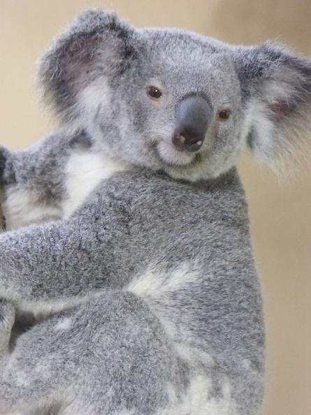 Singapore zoo koala 09