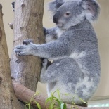 Singapore zoo koala 08