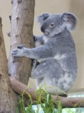 Singapore zoo koala 08