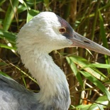 woodland park zoo seattle 14