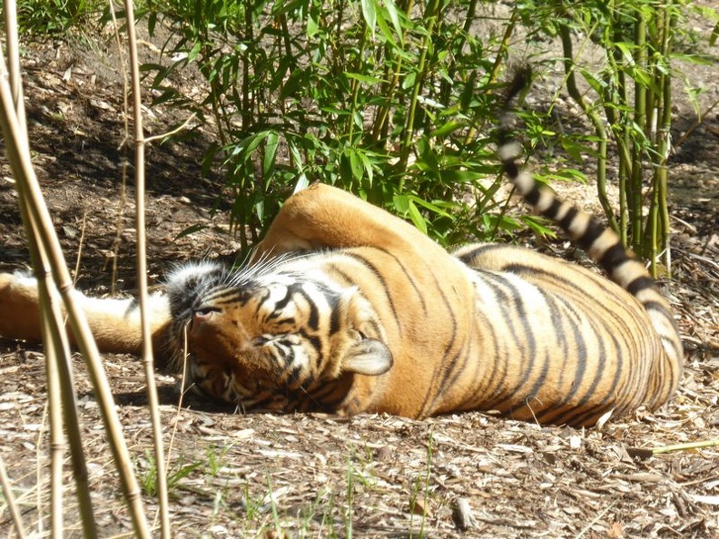 woodland park zoo seattle 25