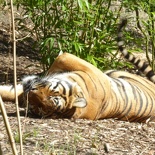 woodland park zoo seattle 25