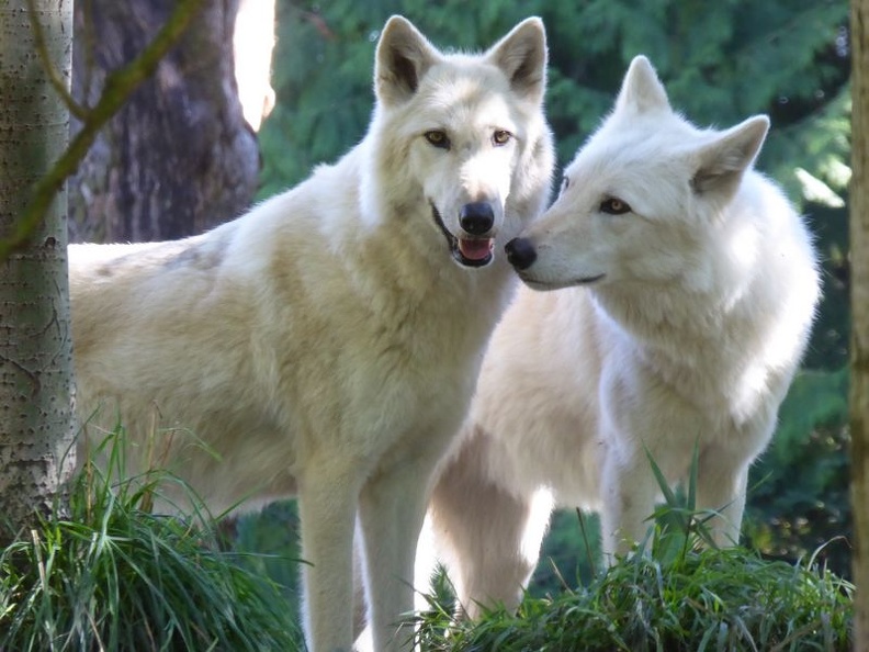 woodland park zoo seattle 29