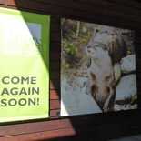 woodland park zoo seattle 36