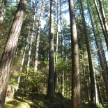 lynn valley park 14