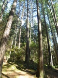 lynn valley park 14