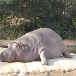 Non hoi park (Toyohashi Zoo and Botanical Gardens)