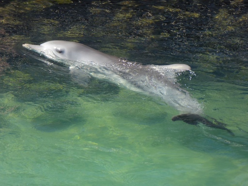 goldcoast seaworld 056