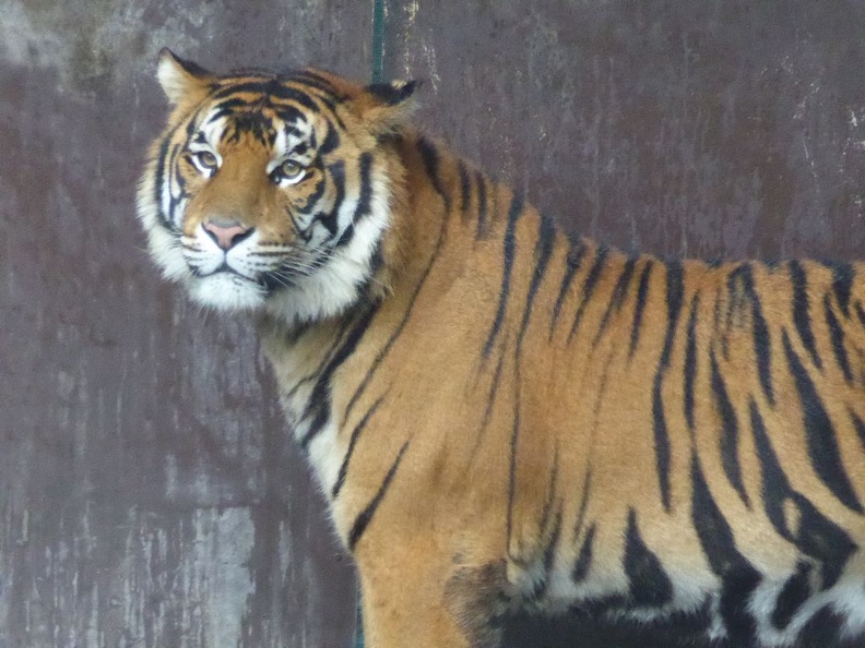 goldcoast dreamworld 2015 177