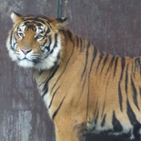 goldcoast dreamworld 2015 177
