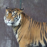goldcoast dreamworld 2015 178