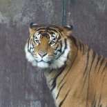 goldcoast dreamworld 2015 179