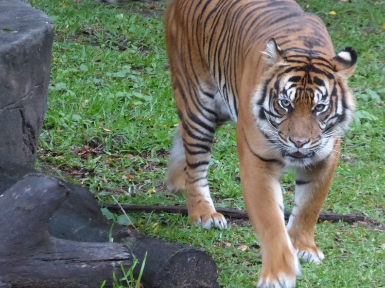 goldcoast dreamworld 2015 188