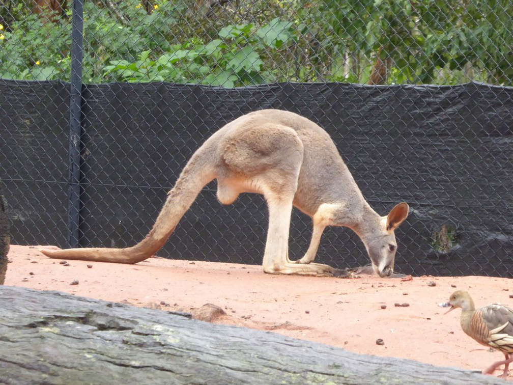 goldcoast dreamworld 2015 069