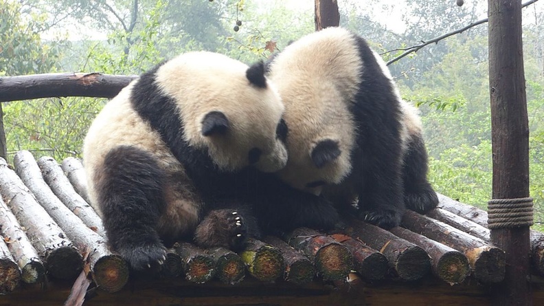 chengdu_panda_research_017.jpg