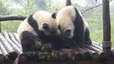 chengdu panda research 017