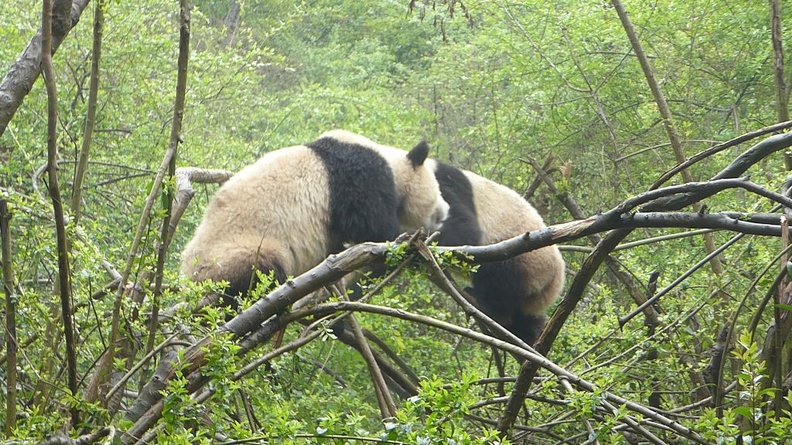 chengdu_panda_research_019.jpg