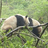 chengdu panda research 019